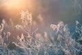 Morning Glow