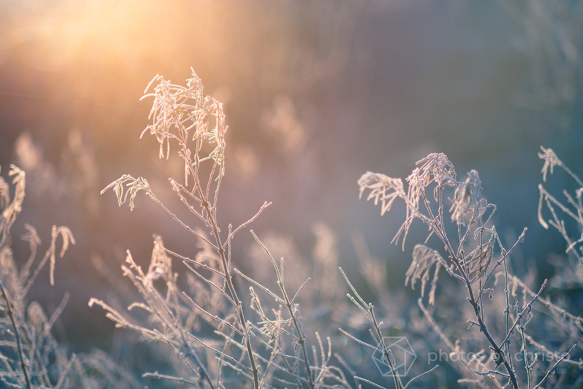 Morning Glow